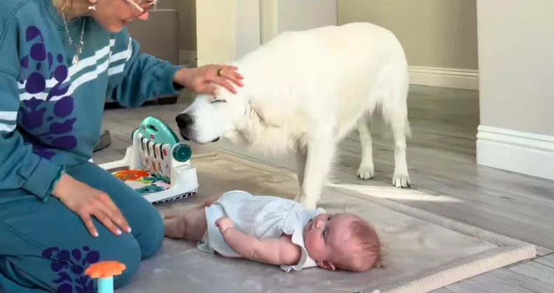 Ellöki a golden retrievert a babától az anya: amit a kutya ezután tesz, megolvasztja a szíveket - Videó