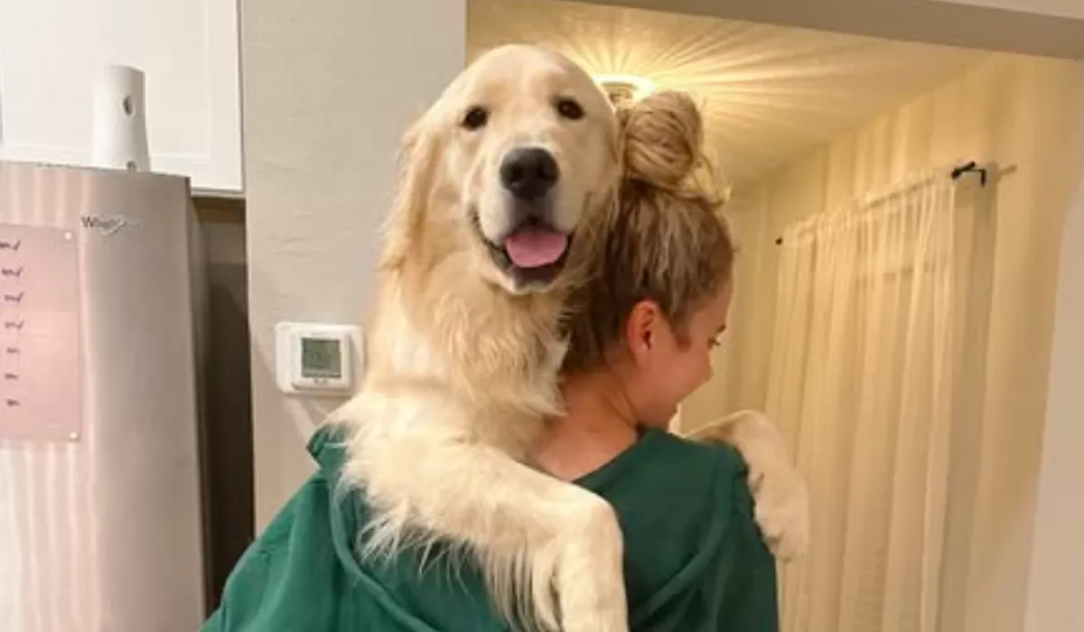 Visszatér a kedvenc helyére a golden retriever: a reakciója sokaknak okoz örömet a neten - Videó