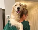 Visszatér a kedvenc helyére a golden retriever: a reakciója sokaknak okoz örömet a neten - Videó Visszatér a kedvenc helyére a golden retriever: a reakciója sokaknak okoz örömet a neten - Videó