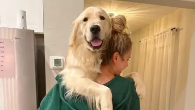 Visszatér a kedvenc helyére a golden retriever: a reakciója sokaknak okoz örömet a neten - Videó