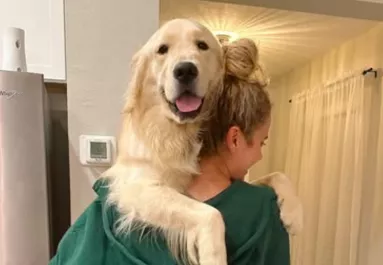 Visszatér a kedvenc helyére a golden retriever: a reakciója sokaknak okoz örömet a neten - Videó