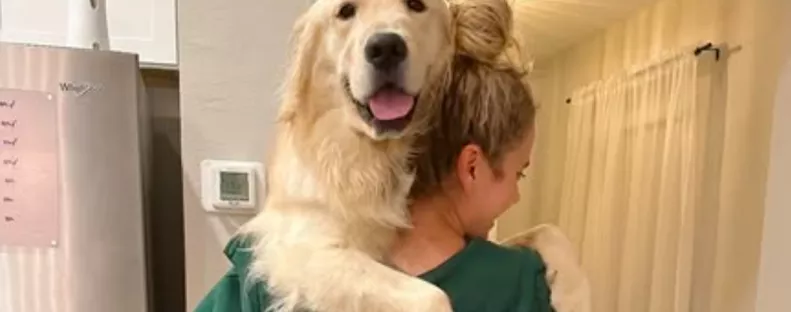 Visszatér a kedvenc helyére a golden retriever: a reakciója sokaknak okoz örömet a neten - Videó