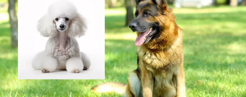 Uszkár és németjuhász a szülők: ezek a kölykök született a szerelemből - Fotók