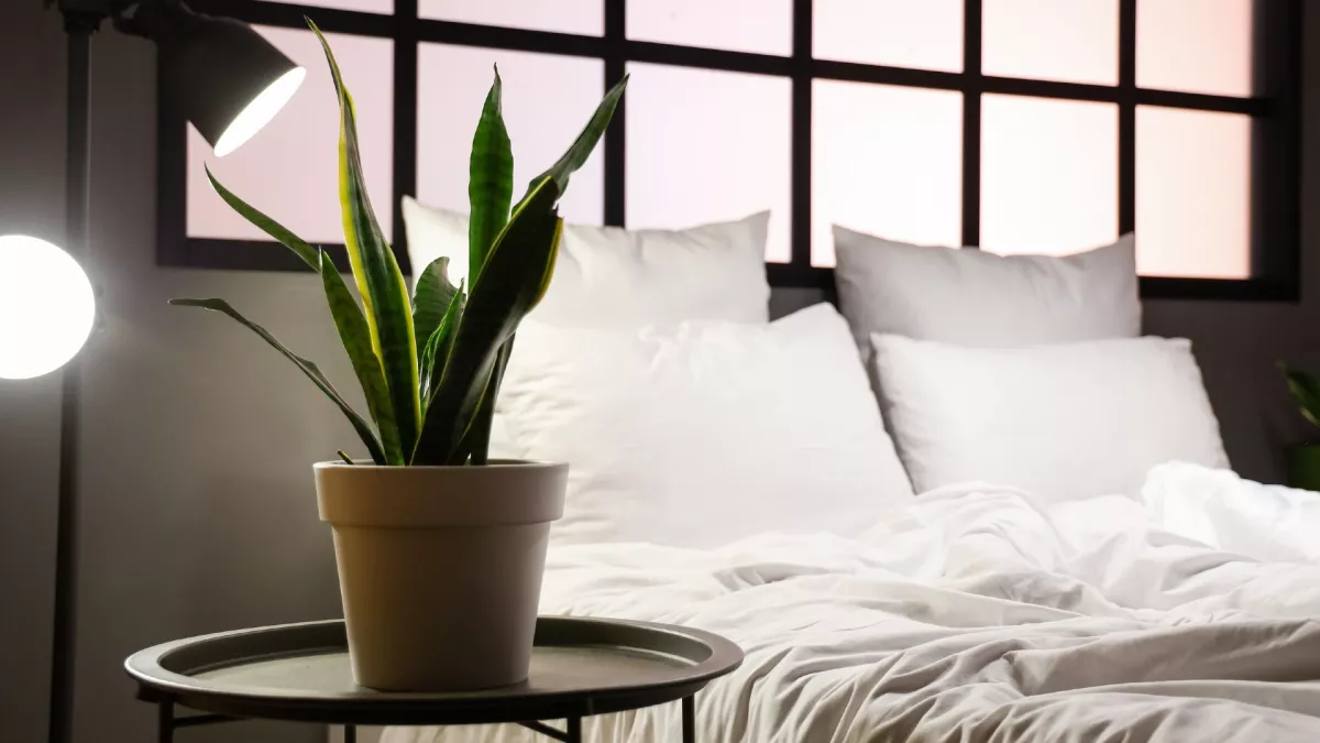 NASA-tanulmány: ez a 3 növény segít mélyen és pihentetően aludni - Tedd őket a hálószobába