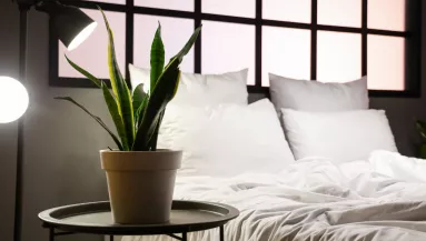 NASA-tanulmány: ez a 3 növény segít mélyen és pihentetően aludni - Tedd őket a hálószobába