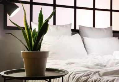 NASA-tanulmány: ez a 3 növény segít mélyen és pihentetően aludni - Tedd őket a hálószobába