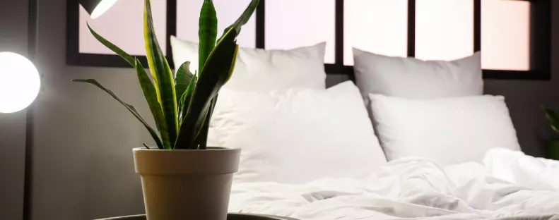 NASA-tanulmány: ez a 3 növény segít mélyen és pihentetően aludni - Tedd őket a hálószobába