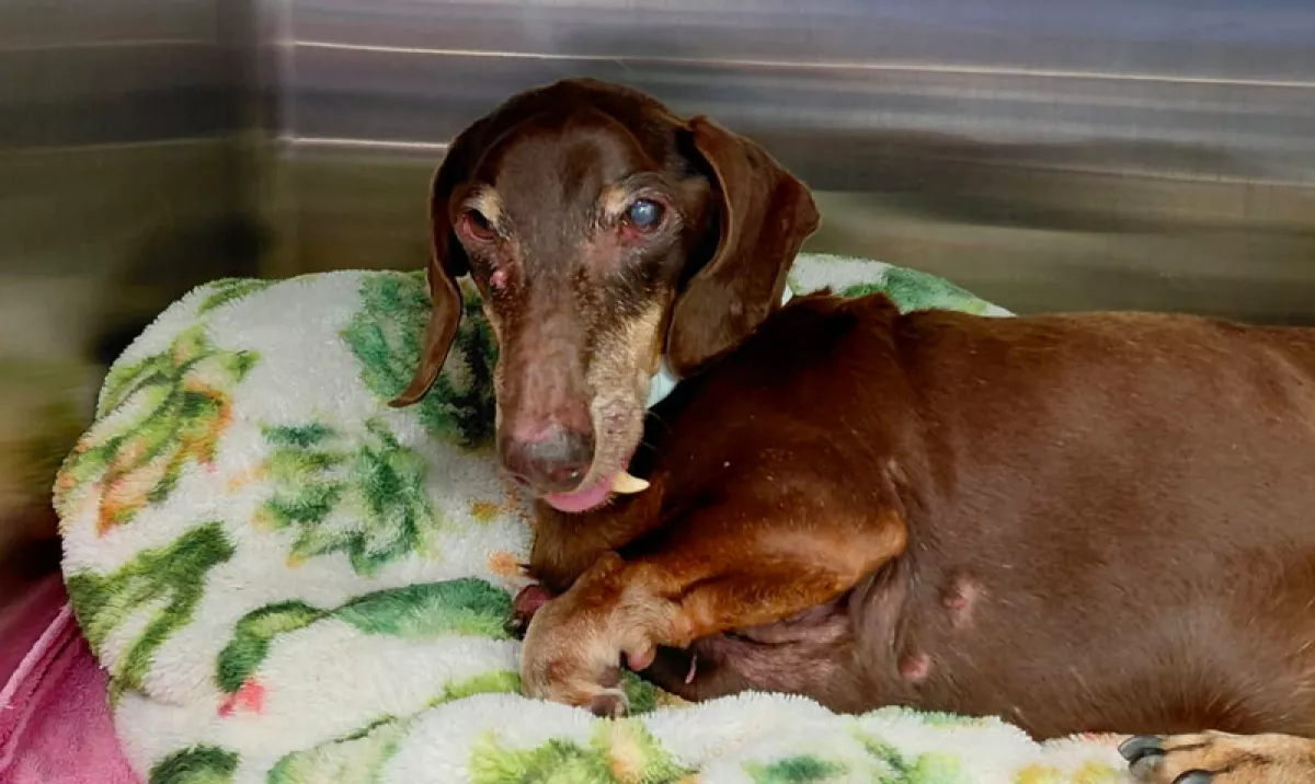 Menhelyre kerül az öreg tacskó: amit a mikrochipje elárul, milliók szívét töri össze - Fotók