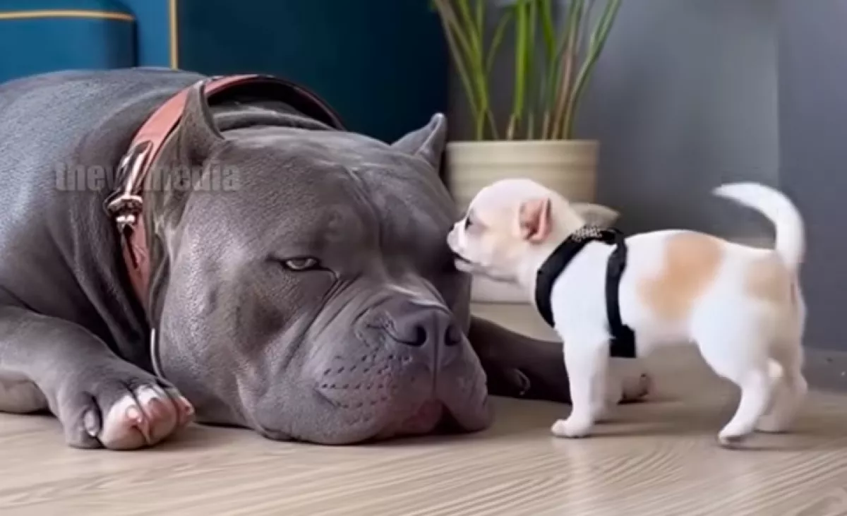 Ugatja a csivava kölyök a pitbullt: amit a harcikutya hirtelen tesz, felrobbantja az internetet - Videó