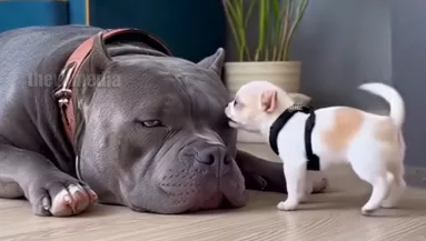 Ugatja a csivava kölyök a pitbullt: amit a harcikutya hirtelen tesz, felrobbantja az internetet - Videó