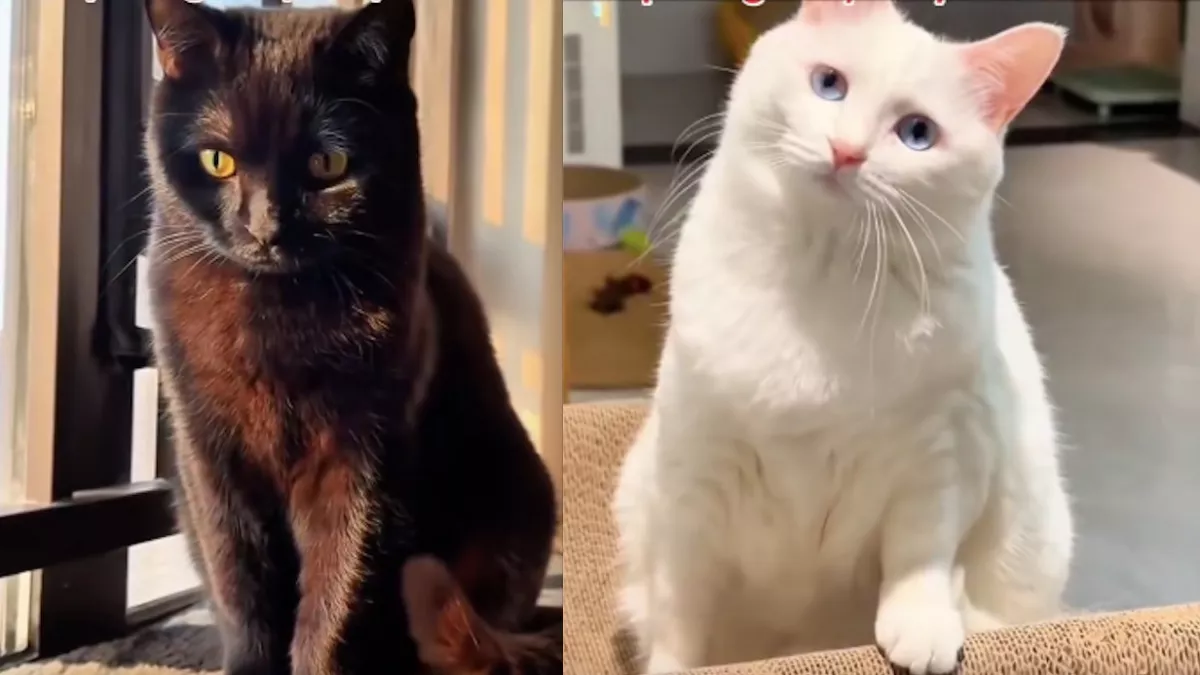 Fehér macska és fekete kandúr a szülők: a kölykük igazán különleges – Videó