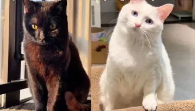 Fehér macska és fekete kandúr a szülők: a kölykük igazán különleges – Videó