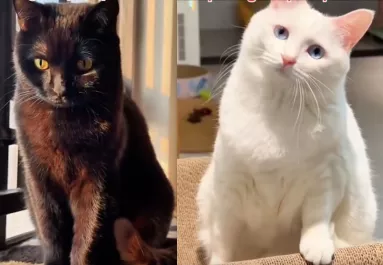 Fehér macska és fekete kandúr a szülők: a kölykük igazán különleges – Videó