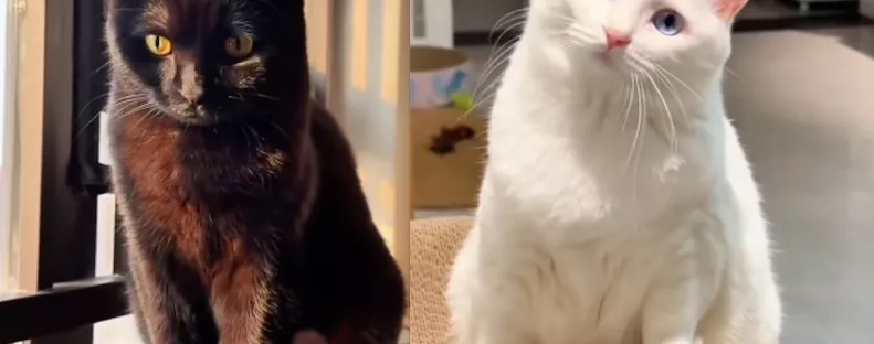 Fehér macska és fekete kandúr a szülők: a kölykük igazán különleges – Videó