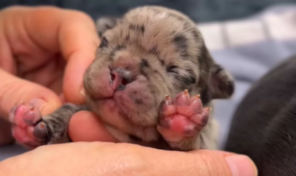 Állatklinikán szült a francia bulldog: megdöbbentő, mit tettek a gazdik, miután az egyik kölyök elpusztult - Fotók