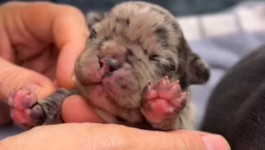 Állatklinikán szült a francia bulldog: megdöbbentő, mit tettek a gazdik, miután az egyik kölyök elpusztult - Fotók