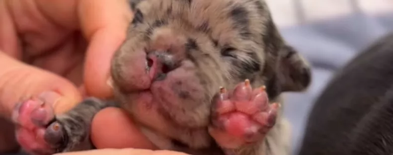 Állatklinikán szült a francia bulldog: megdöbbentő, mit tettek a gazdik, miután az egyik kölyök elpusztult - Fotók