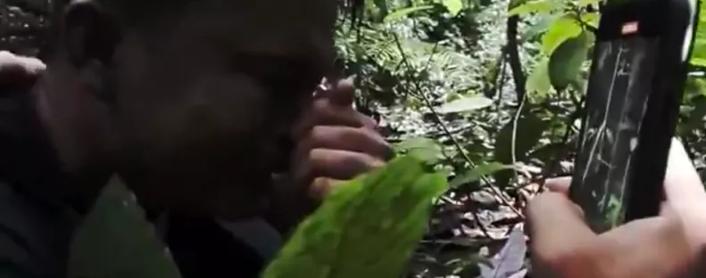 Eleredtek a kutató könnyei, amikor rábukkant erre a szörnyetegre a dzsungelben - Videó