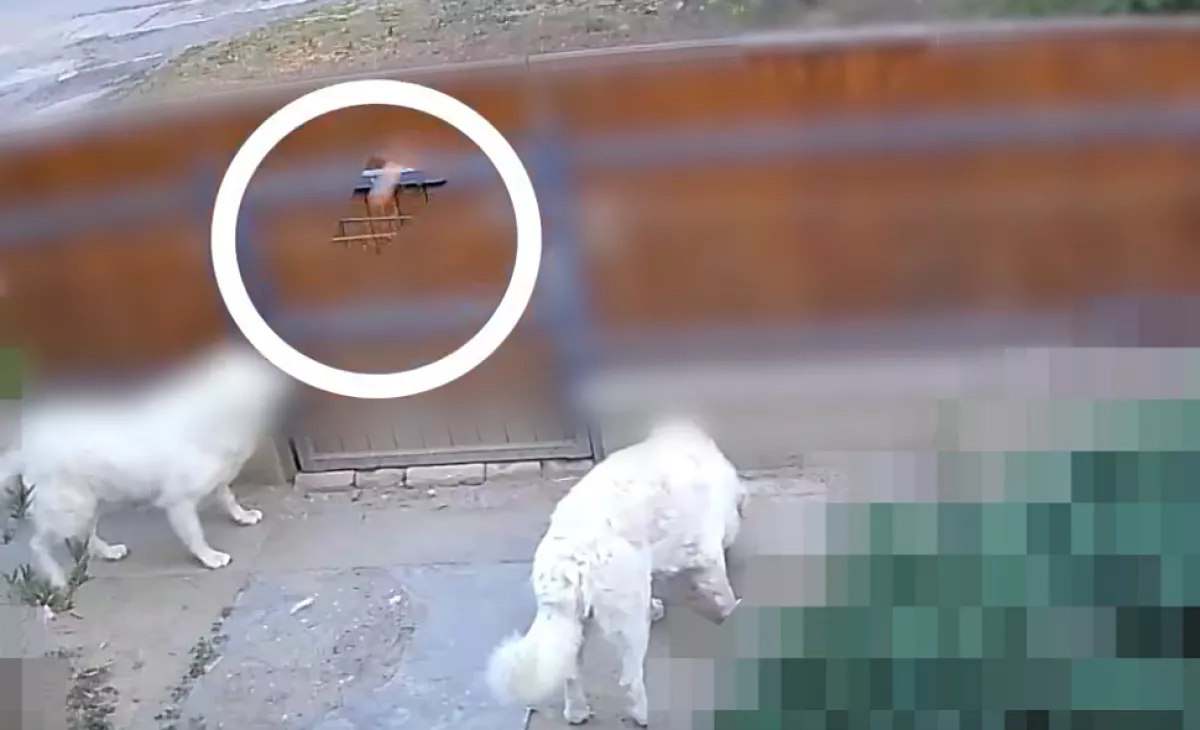 Zavarta a kutyák ugatása a férfit Szentesen: amit tett, embertelen - Videó