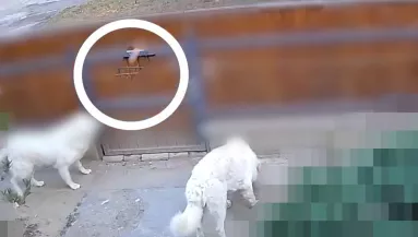 Zavarta a kutyák ugatása a férfit Szentesen: amit tett, embertelen - Videó