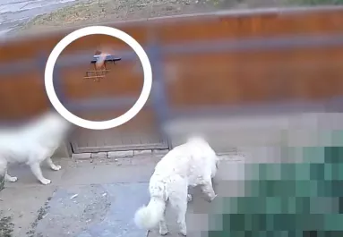 Zavarta a kutyák ugatása a férfit Szentesen: amit tett, embertelen - Videó