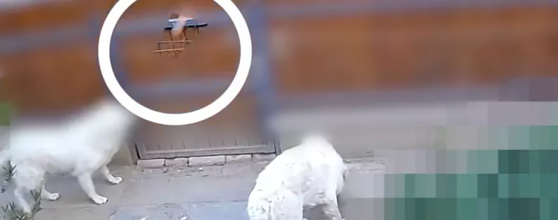 Zavarta a kutyák ugatása a férfit Szentesen: amit tett, embertelen - Videó