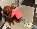 Elbúcsúzik a kislány a golden retrievertől: ami ezután történik, szívfacsaró – Videó