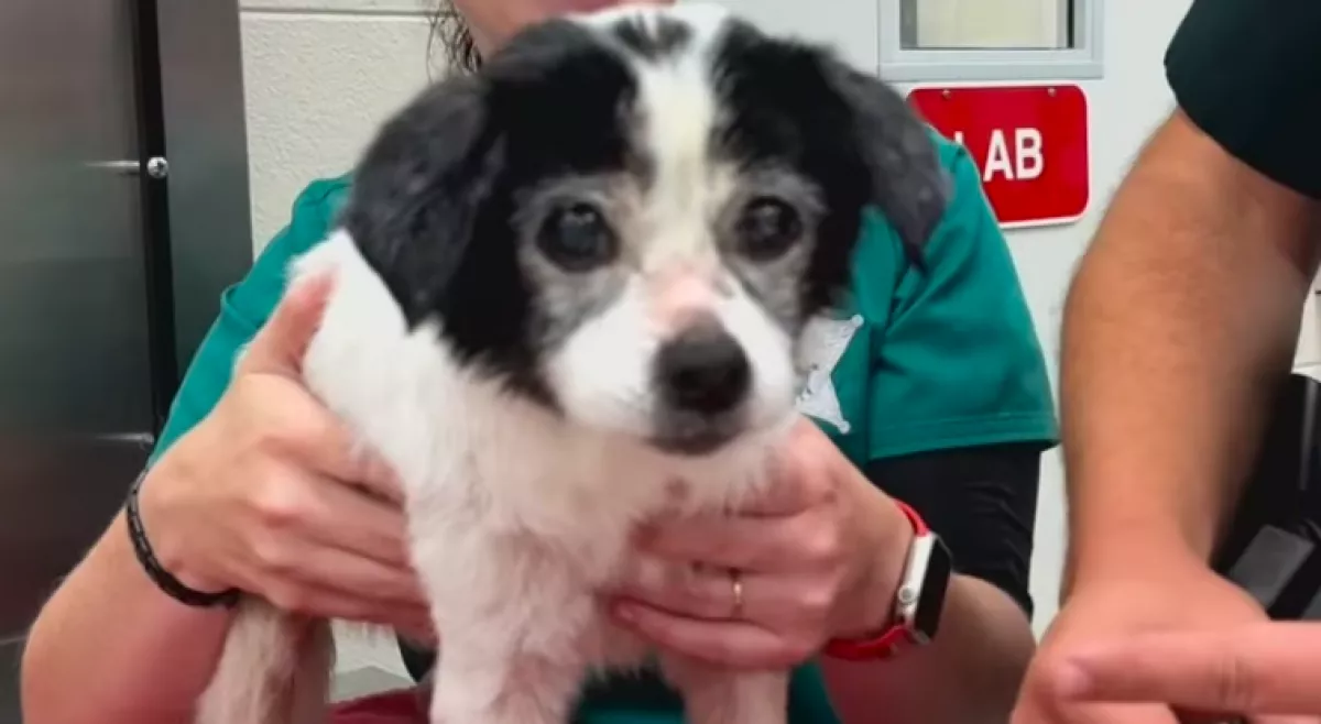 Azt mondja a gazdi, a kutyája válogatós: ami ezután kiderült, megdöbbentő - Videók