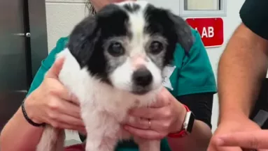 Azt mondja a gazdi, a kutyája válogatós: ami ezután kiderült, megdöbbentő - Videók