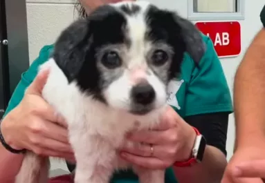 Azt mondja a gazdi, a kutyája válogatós: ami ezután kiderült, megdöbbentő - Videók