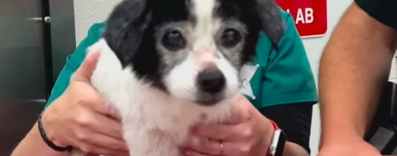 Azt mondja a gazdi, a kutyája válogatós: ami ezután kiderült, megdöbbentő - Videók