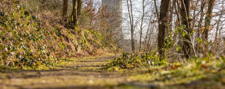 Levágott kezek az autópályán: egy erdős területen találtak a nő holttestére