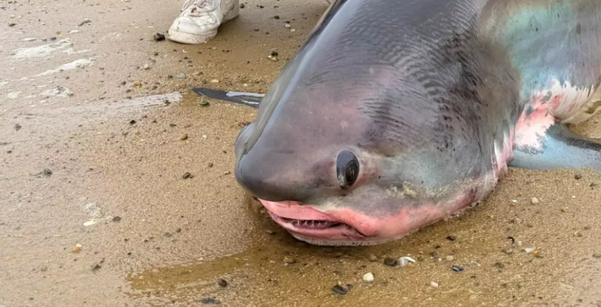 Gülüszemű, óriásfarkú tengeri szörny sodródott a partra - Fotók