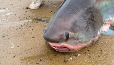 Gülüszemű, óriásfarkú tengeri szörny sodródott a partra - Fotók