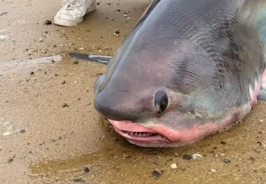 Gülüszemű, óriásfarkú tengeri szörny sodródott a partra - Fotók