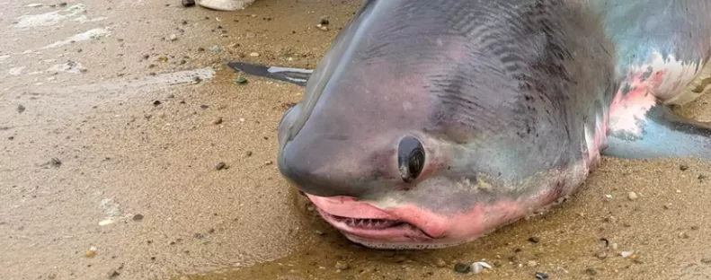 Gülüszemű, óriásfarkú tengeri szörny sodródott a partra - Fotók