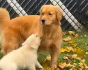 Bemutatták a golden retrievert a kölyökkutyának: a pici reakciója váratlan - Videó Bemutatták a golden retrievert a kölyökkutyának: a pici reakciója váratlan - Videó