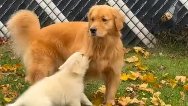 Bemutatták a golden retrievert a kölyökkutyának: a pici reakciója váratlan - Videó