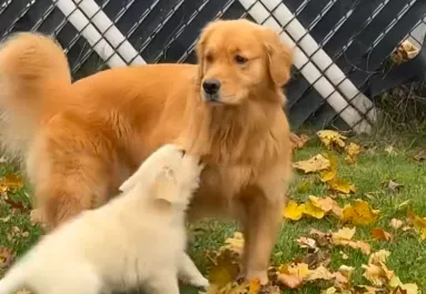 Bemutatták a golden retrievert a kölyökkutyának: a pici reakciója váratlan - Videó