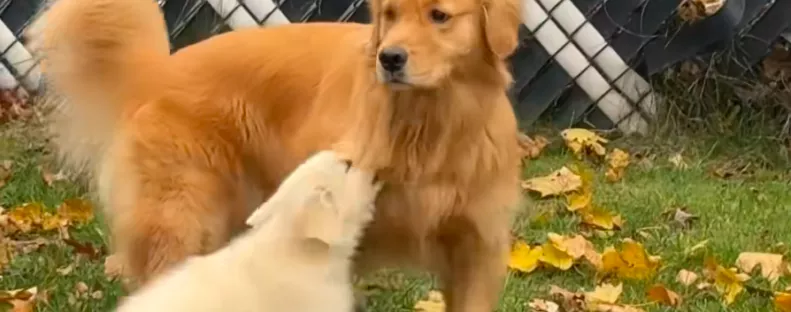 Bemutatták a golden retrievert a kölyökkutyának: a pici reakciója váratlan - Videó