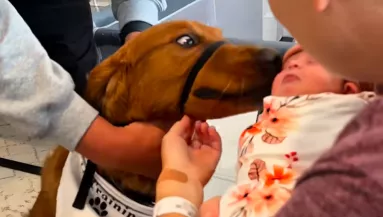 Bemutatják a fékezhetetlen golden retrievert a babának: amit ezután tesz, azon milliók pusztulnak - Videó