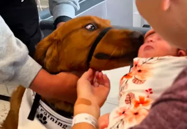 Bemutatják a fékezhetetlen golden retrievert a babának: amit ezután tesz, azon milliók pusztulnak - Videó