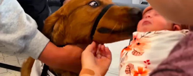 Bemutatják a fékezhetetlen golden retrievert a babának: amit ezután tesz, azon milliók pusztulnak - Videó