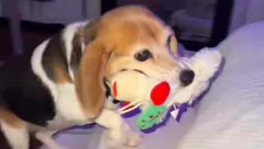 12 évig kellett kint aludnia a kutyának: ami az új otthonában történik, könnyeket fakaszt - Videó