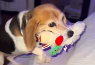 12 évig kellett kint aludnia a kutyának: ami az új otthonában történik, könnyeket fakaszt - Videó