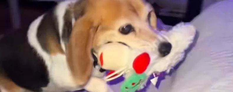 12 évig kellett kint aludnia a kutyának: ami az új otthonában történik, könnyeket fakaszt - Videó