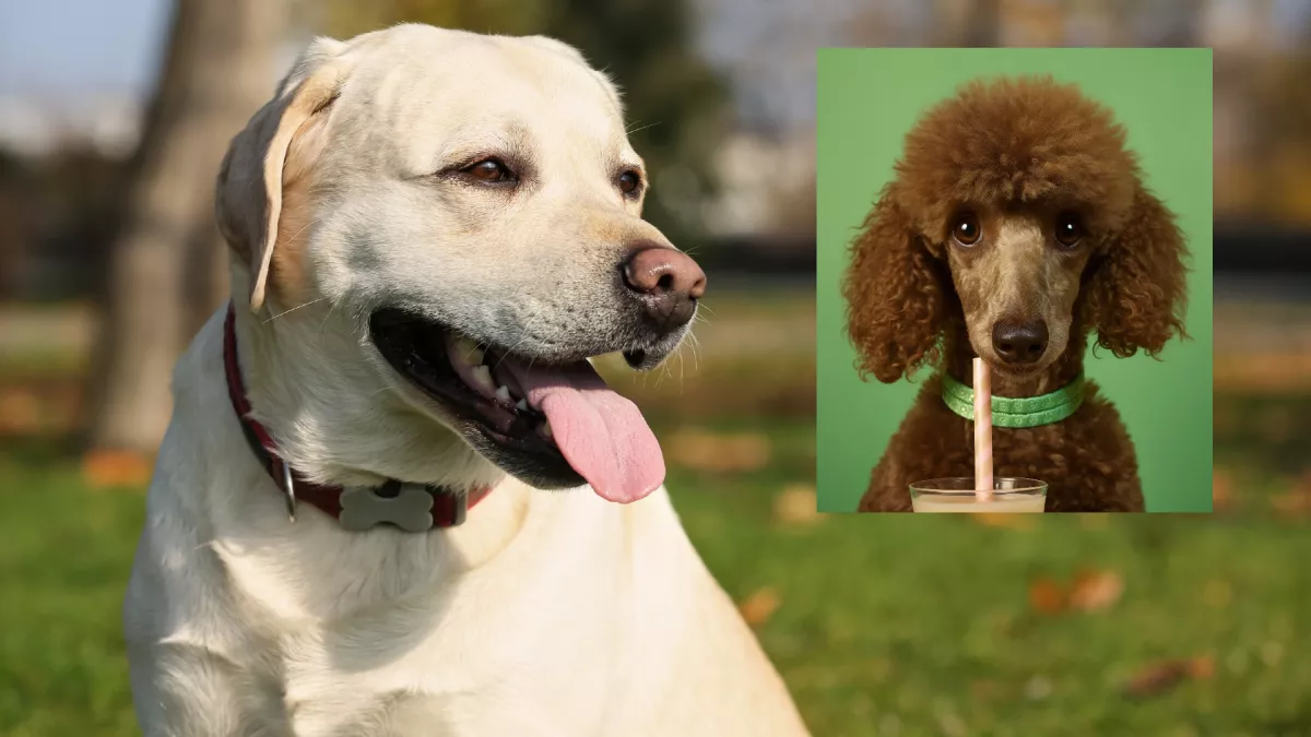 Uszkár és labrador a szülők: ezek a kölykök születtek a szerelemből – Fotók