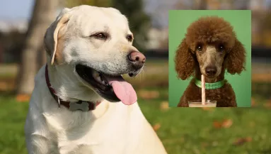 Uszkár és labrador a szülők: ezek a kölykök születtek a szerelemből – Fotók