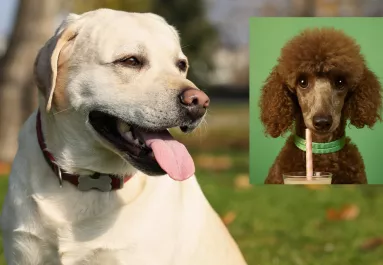 Uszkár és labrador a szülők: ezek a kölykök születtek a szerelemből – Fotók