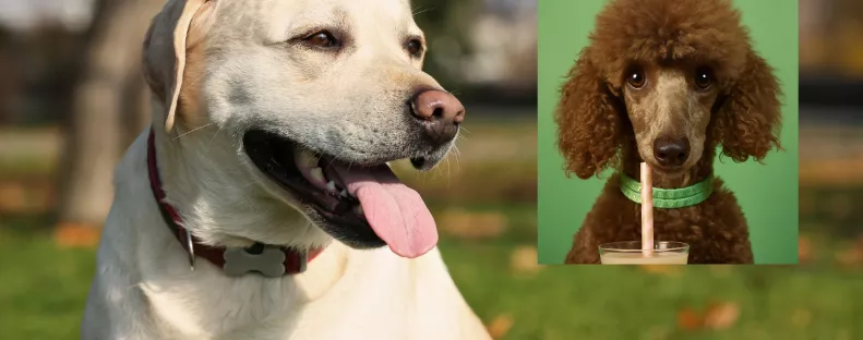 Uszkár és labrador a szülők: ezek a kölykök születtek a szerelemből – Fotók